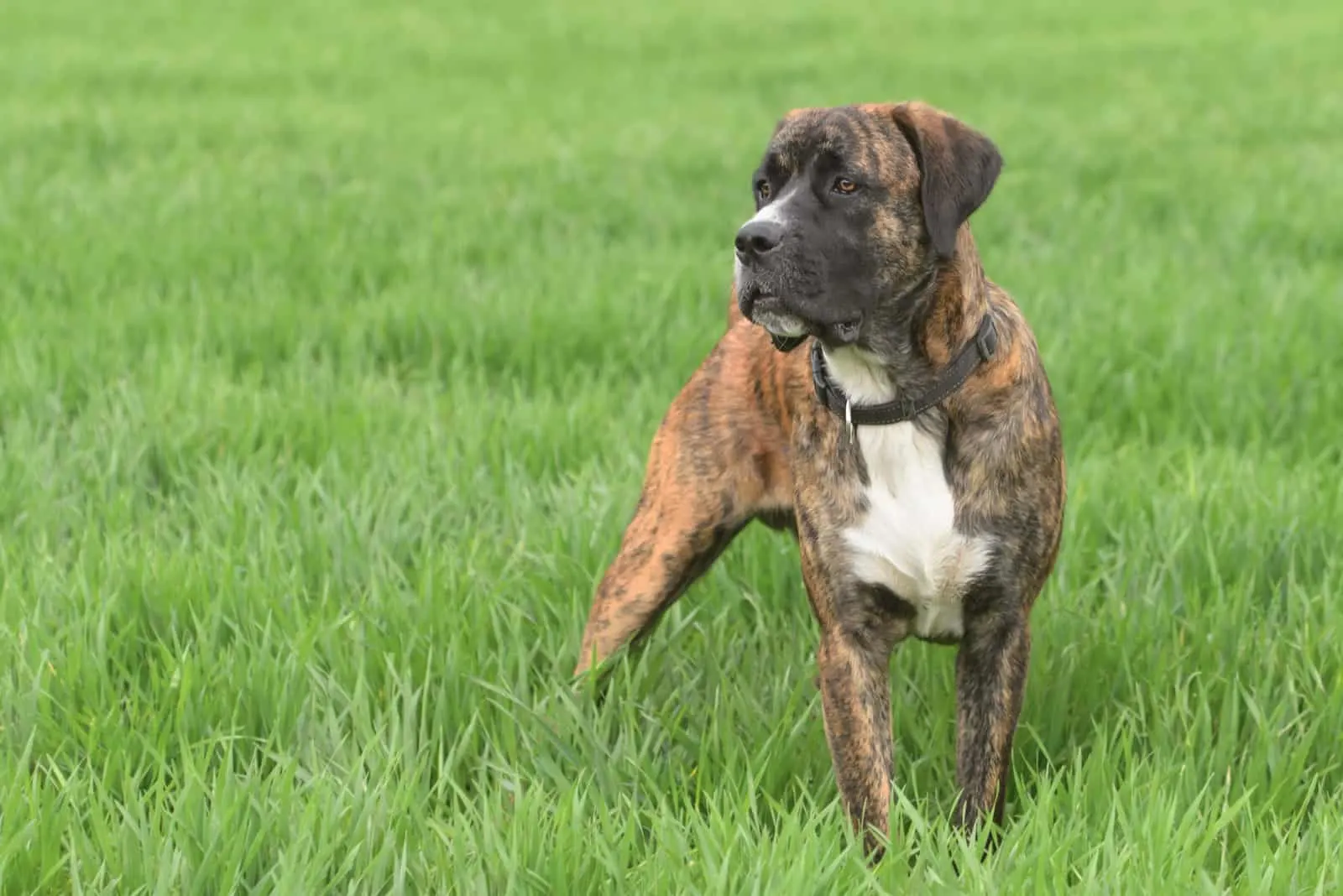 Der Boxador Rasseportrait