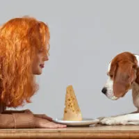 rothaarige Frau und ein Beagle, die Käse betrachten