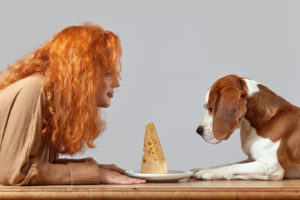 rothaarige Frau und ein Beagle, die Käse betrachten