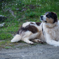 Griechischer Schäferhund sitzt auf dem Boden