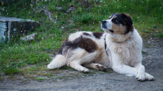 Griechischer Schäferhund sitzt auf dem Boden