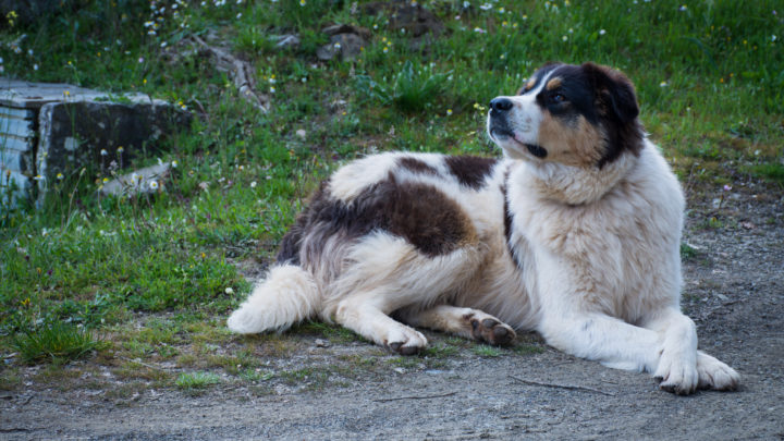Griechischer Schäferhund ‒ Rasseportrait
