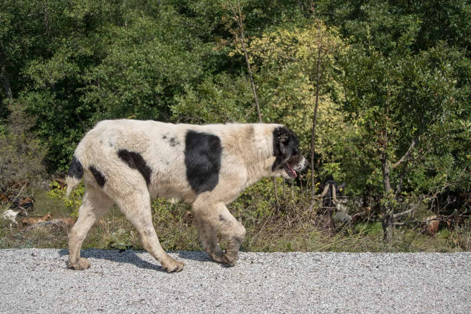 Griechischer Schäferhund zu Fuß auf der Straße