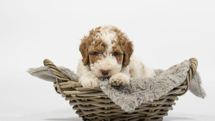 Irish Doodle – ein unwiderstehlicher und verspielter Strubbelkopf