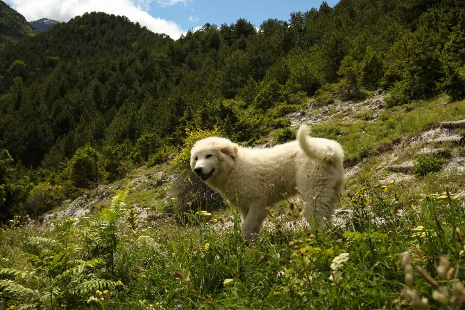 weißer griechischer Schäferhund in der Natur stehend