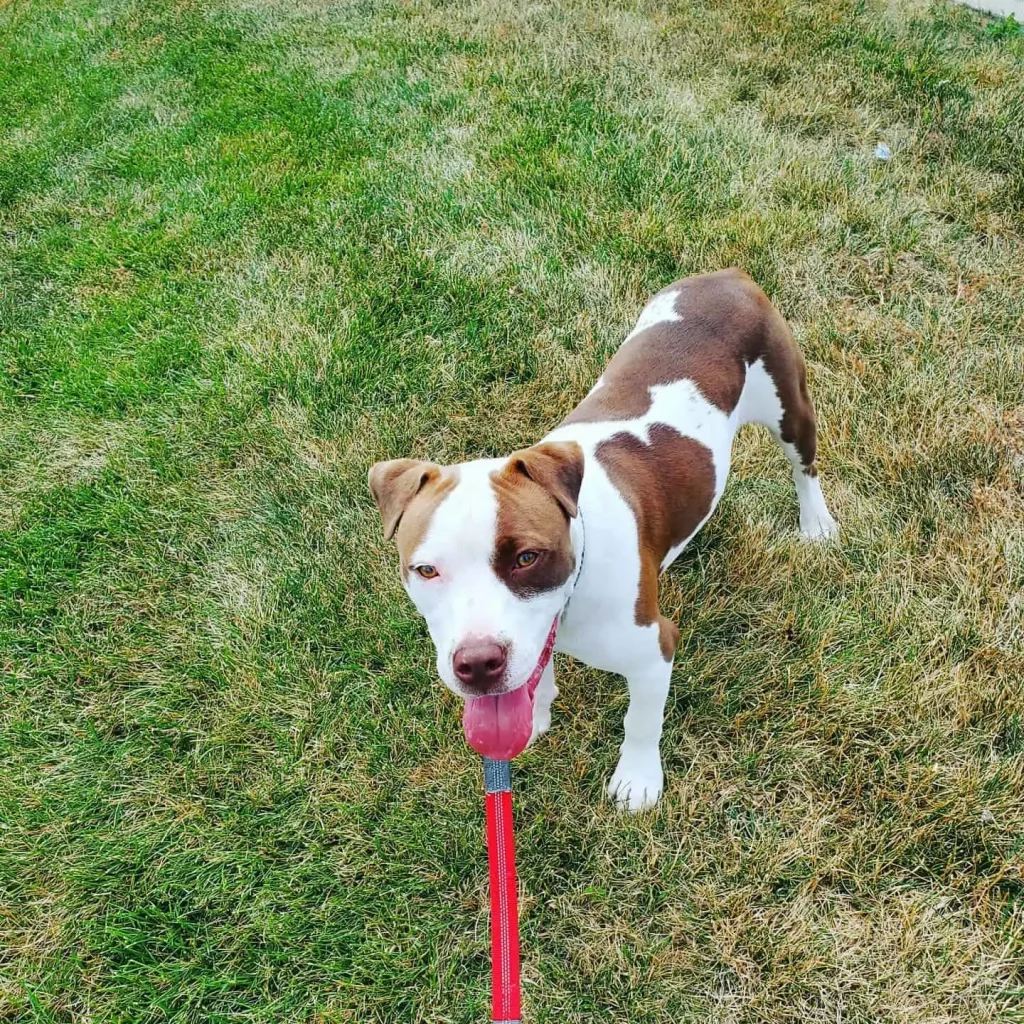 American Staffordshire Terrier Boxer Mix