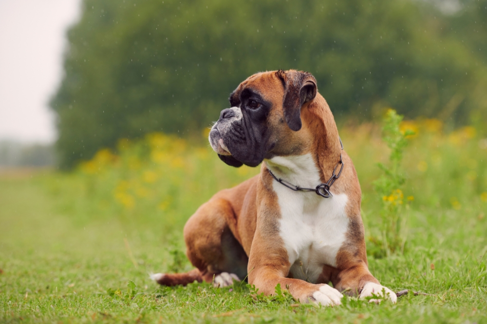 boxer hund
