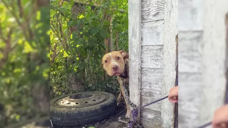 Ein Hund, der an ein Haus gekettet war, kann seine Aufregung nicht zügeln, als er seinen Retter erblickt