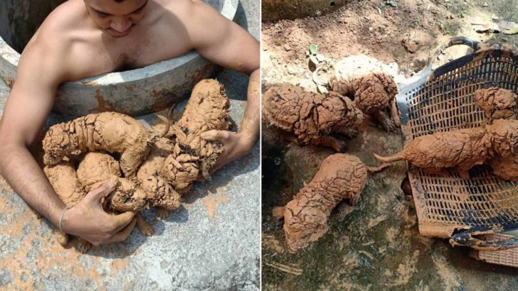 Ein Mann entdeckt fünf ‚Schlammkugeln‘ in einem Brunnen und stellt fest, dass es sich um die flauschigsten Welpen aller Zeiten handelt