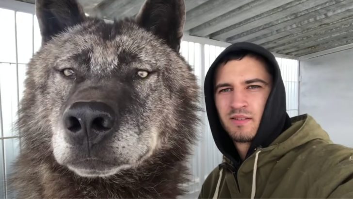 Ein Mann lebt mit dem größten Wolf der Welt zusammen und behandelt ihn wie einen Welpen