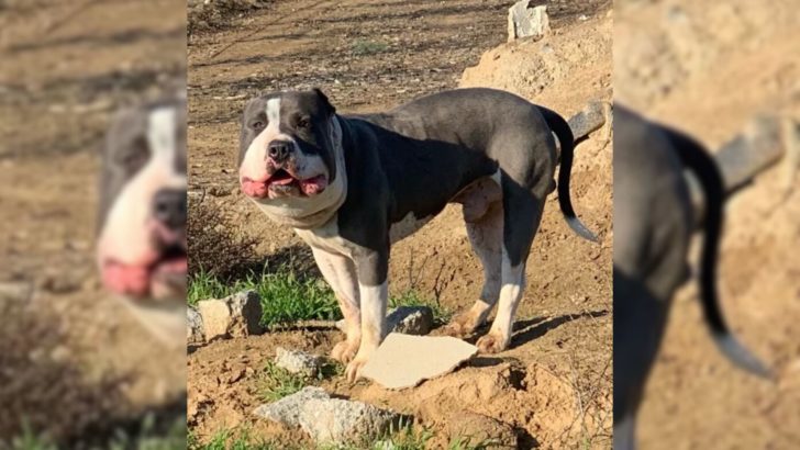Eine Tierretterin rettet einen Hund mit auffallend rundem Gesicht und entdeckt dann die Ursache