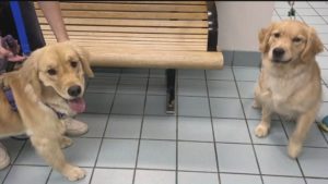 zwei Golden Retriever