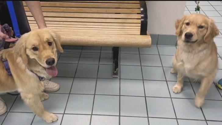 Familie bringt den falschen Golden Retriever aus der Hundetagesstätte mit nach Hause