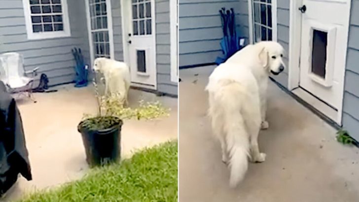 Freundlicher Hund versucht, einen ungewöhnlichen Freund ins Haus zu schmuggeln, bevor Frauchen es sieht