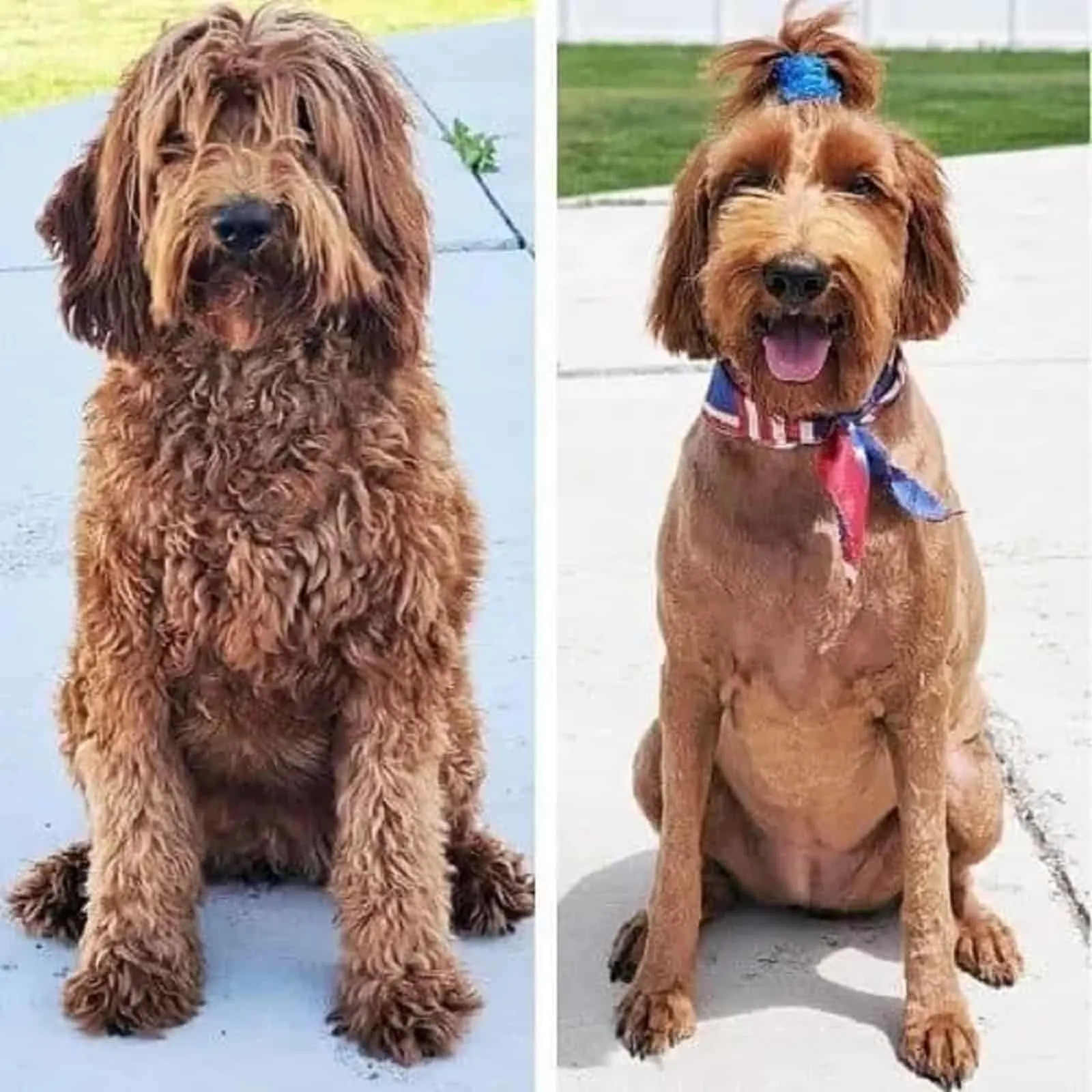 Goldendoodle-Hund vor und nach dem Haarschnitt
