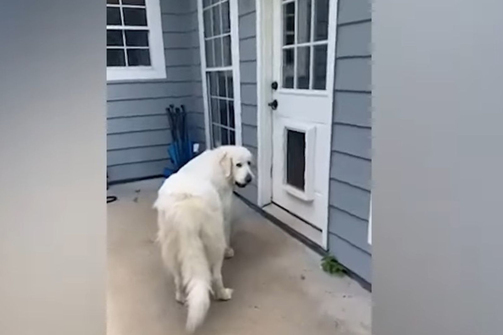 Großer weißer Hund steht vor der Tür