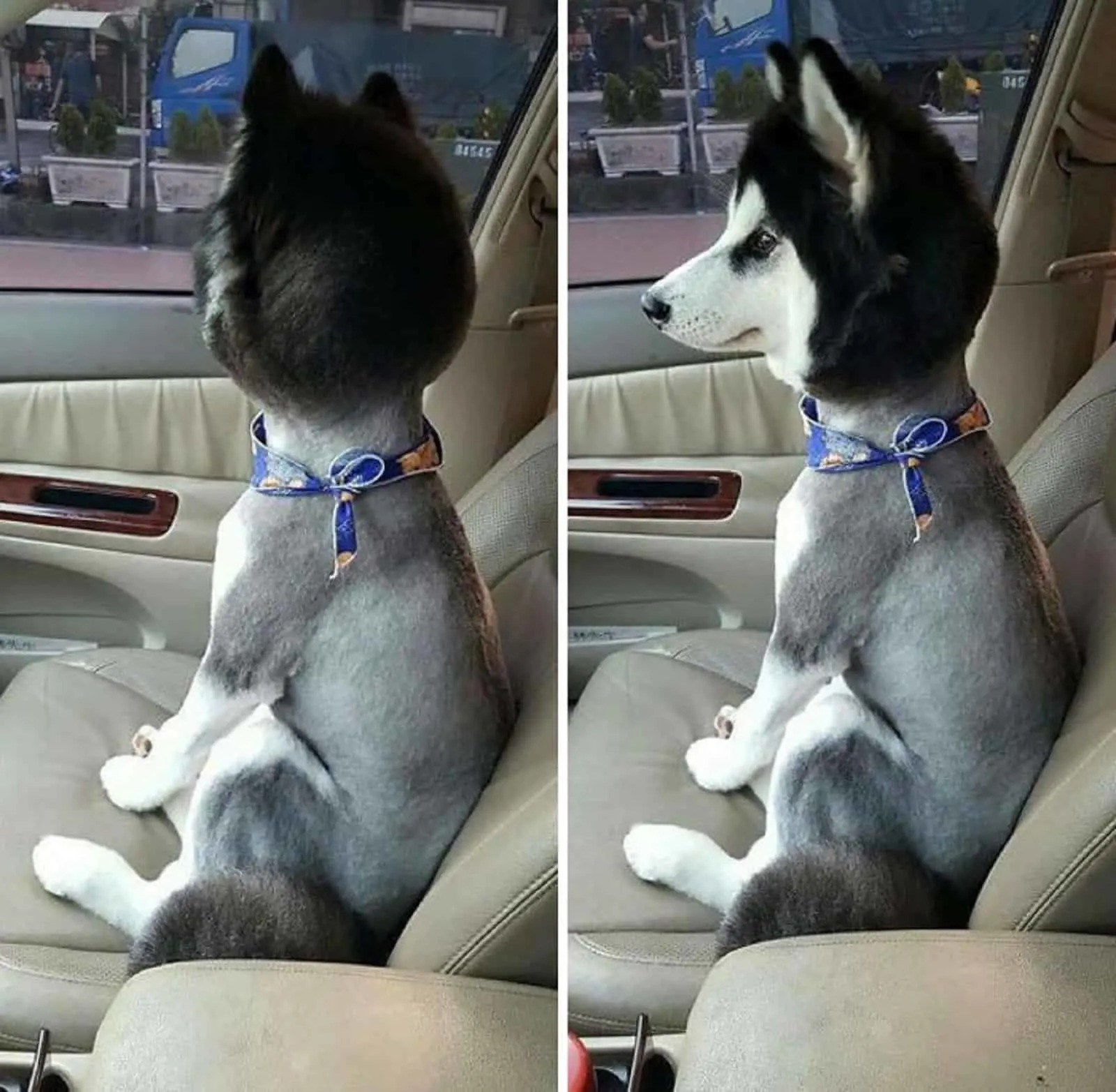 Husky-Hund mit schlechtem Haarschnitt