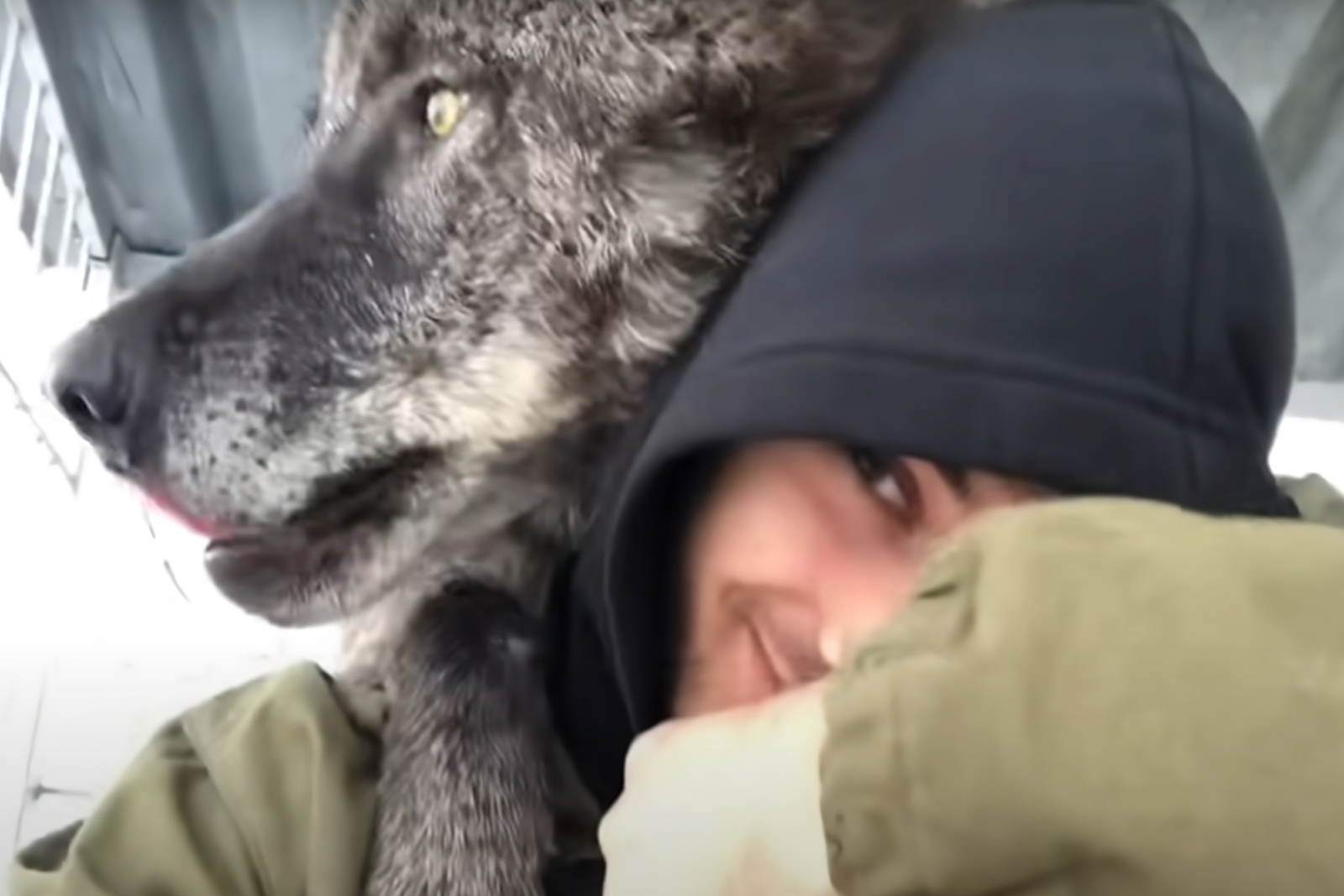 Kerl umarmt Wolf