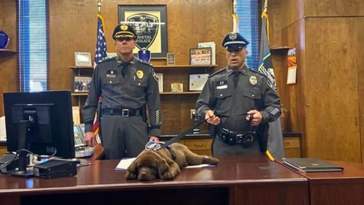 Polizeihund-Welpe schläft während seiner gesamten Vereidigungszeremonie