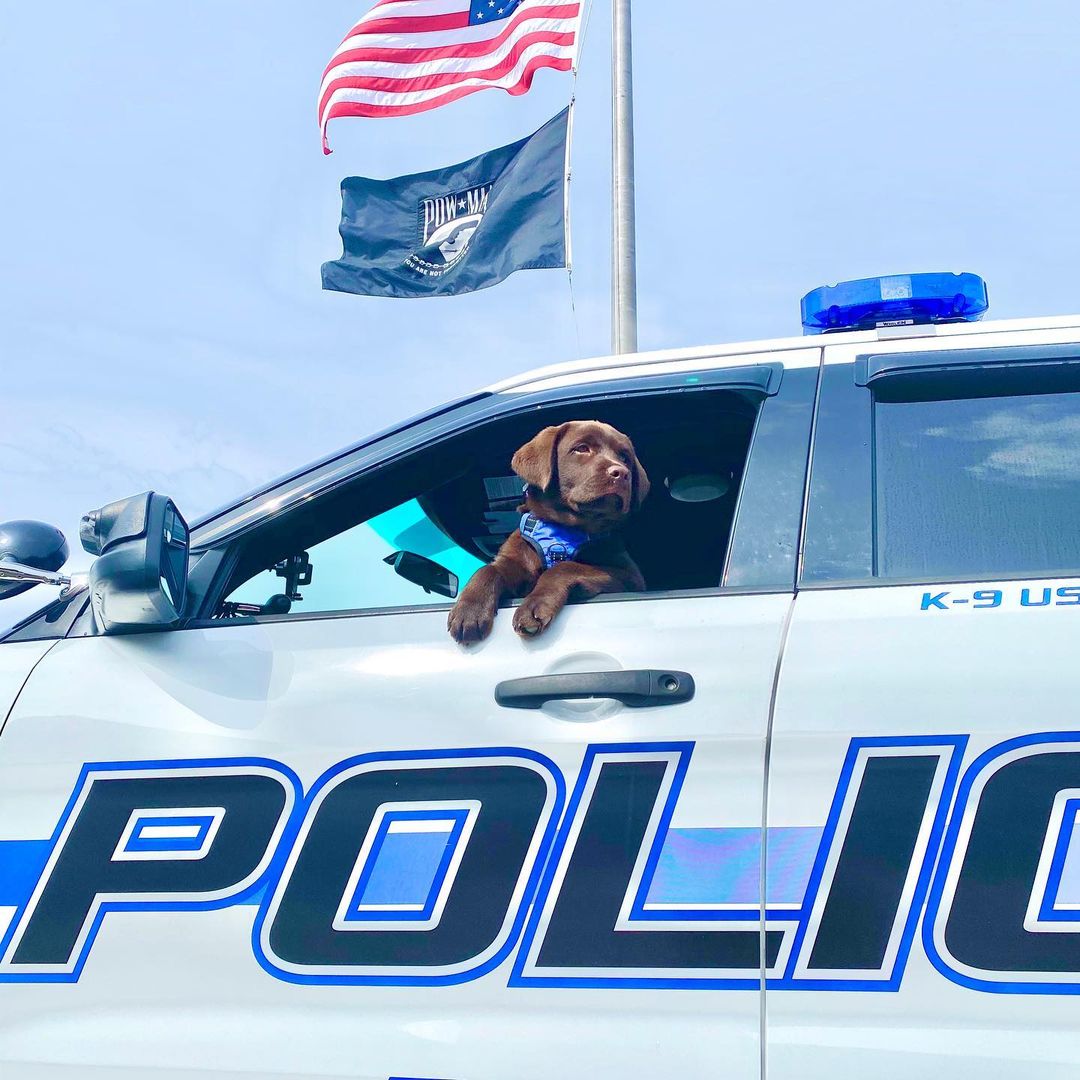 Polizeihund in einem Polizeiauto