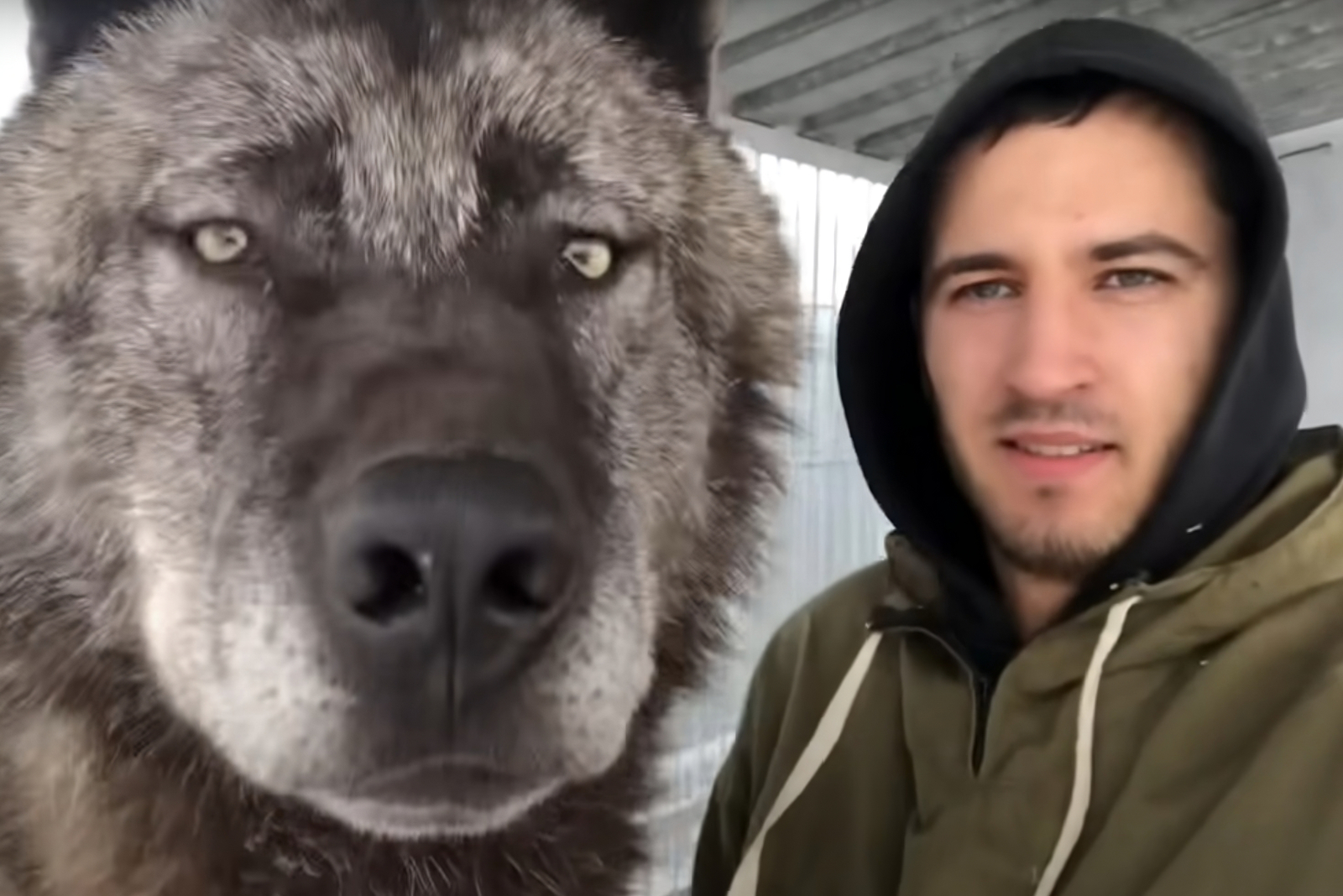 Wolf und sein Besitzer