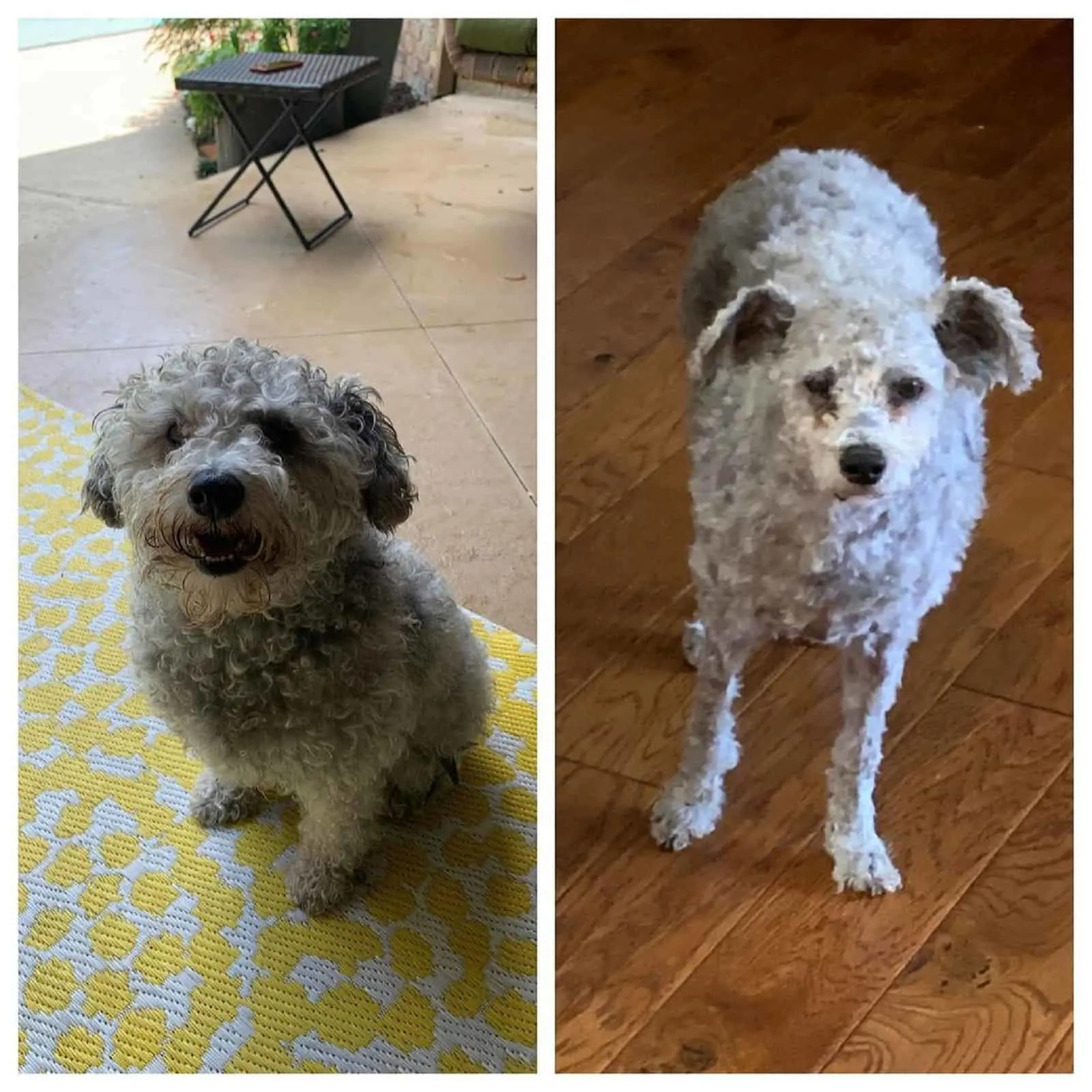 kleiner weißer Hund vor und nach dem Haarschnitt (1)