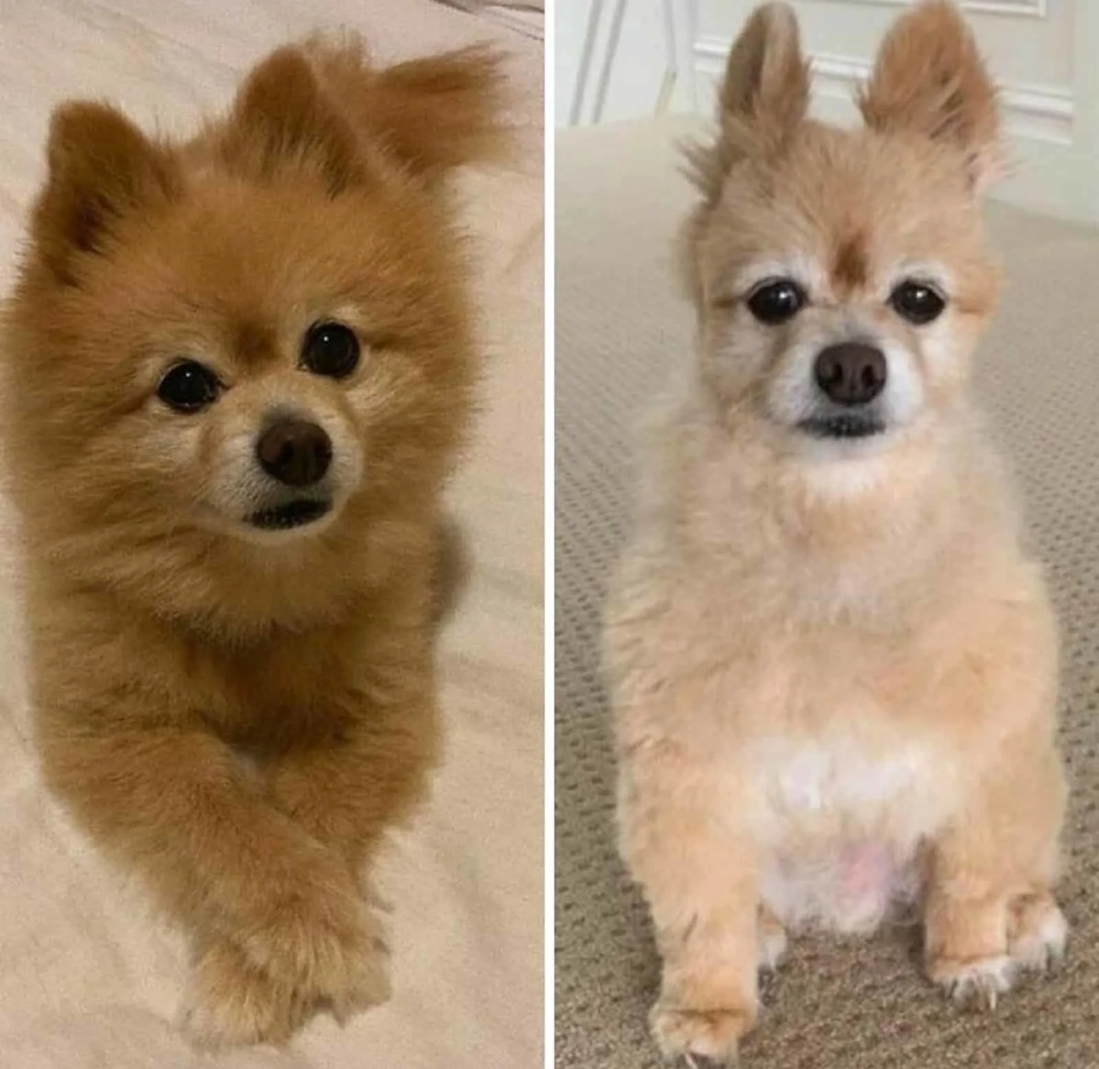 süßer kleiner Hund vor und nach dem Haarschnitt