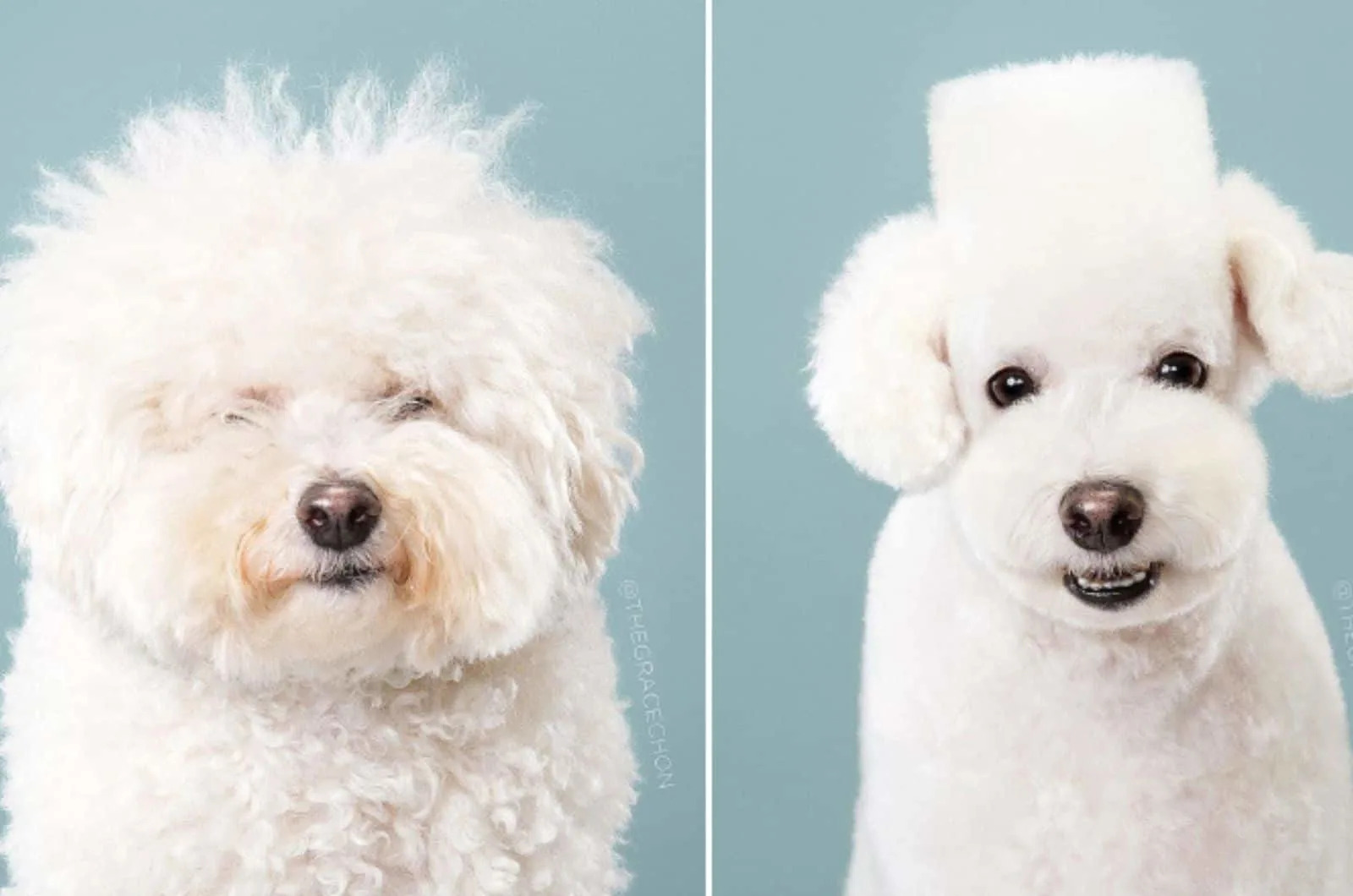 weißer Hund vor und nach der Fellpflege