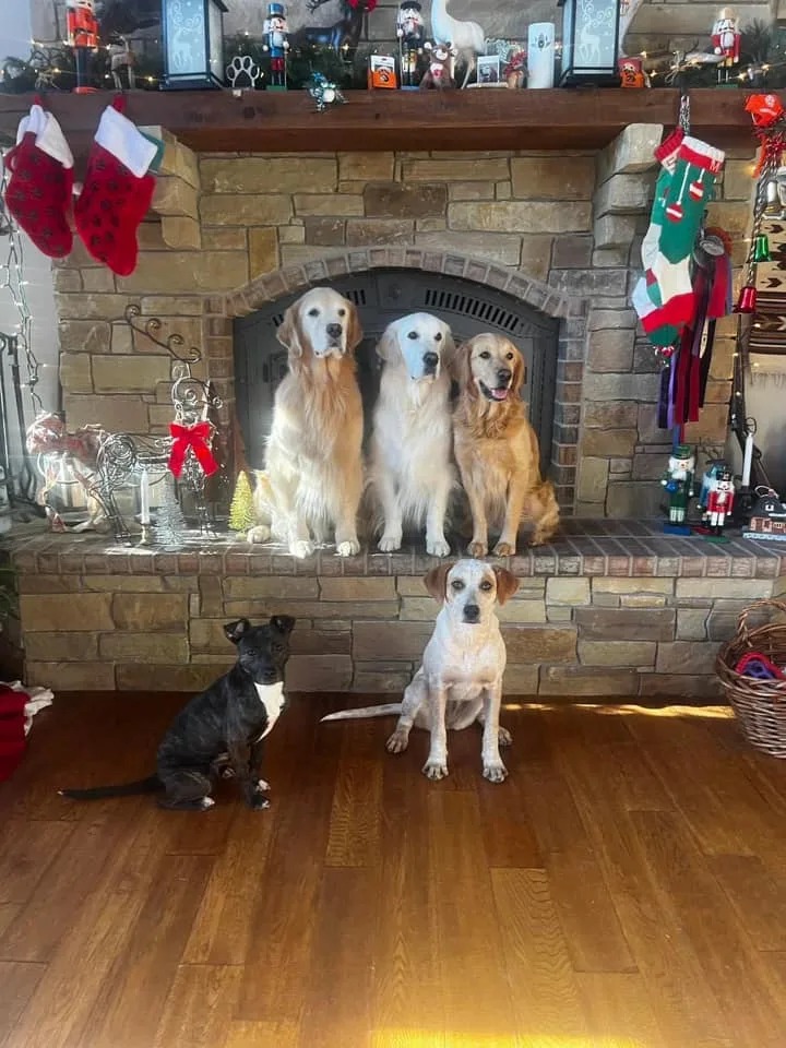 4 wunderschoene Hunde posieren für das Weihnachtsfoto