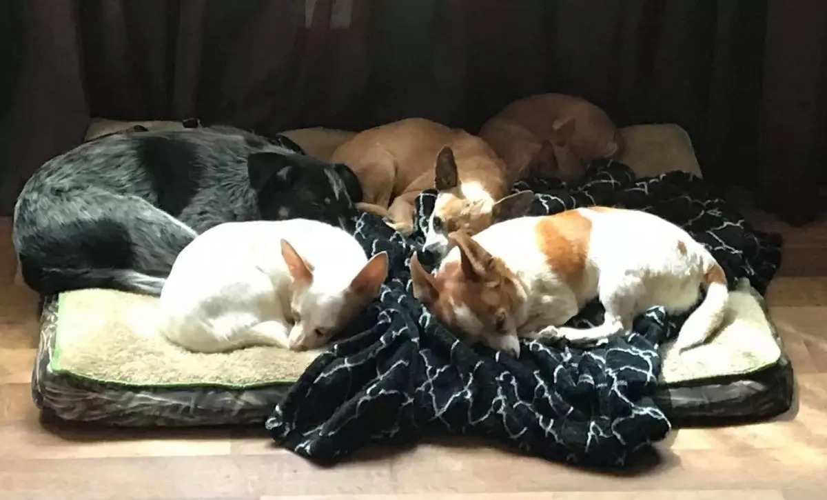 5 Hunde schlafen auf einem Bett