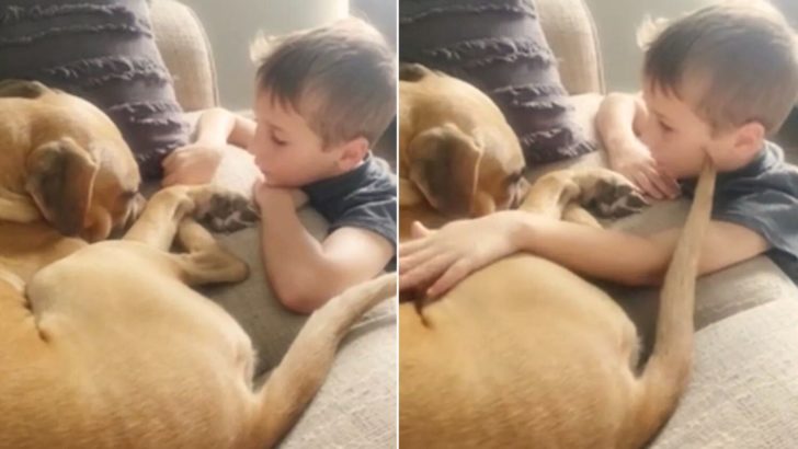 7-jähriger Junge tröstet traumatisierten Hund und verspricht ewige Liebe