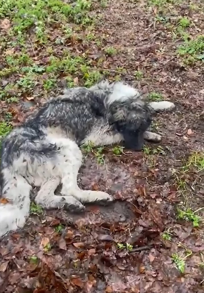 Abgemagerter Hund liegt einsam auf dem Waldboden
