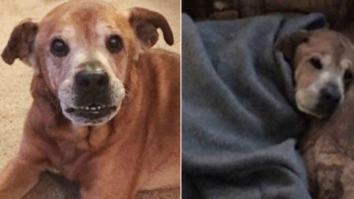 Adoptierter 17-jähriger Hund lebt lange genug, um seine kleine Schwester kennenzulernen