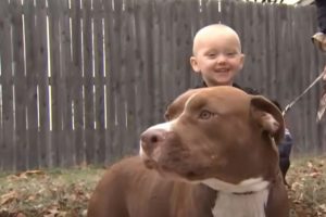 Pitbull rettet Jungen mit Krampfanfaellen