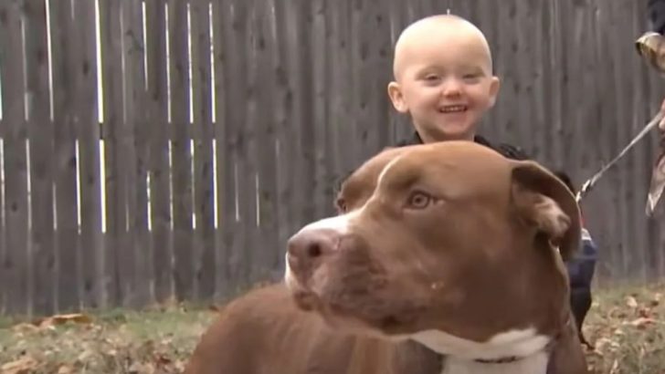 Adoptierter Pitbull wird zum Helden, nachdem er einen Jungen mit Krampfanfällen gerettet hat