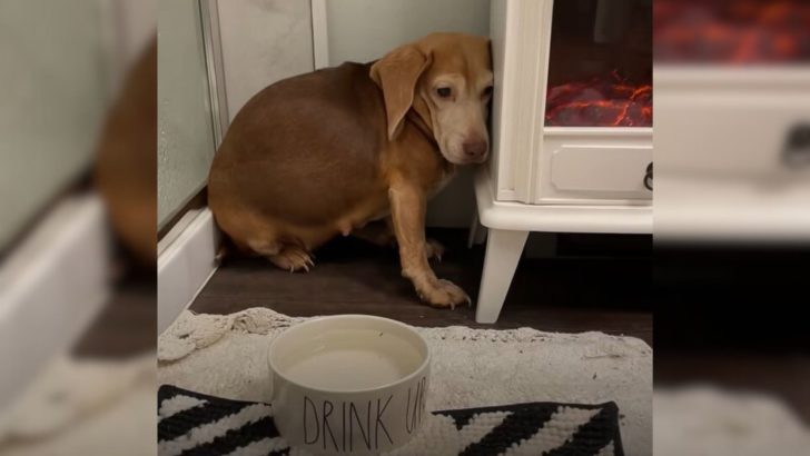 Älterer Beagle lebte mitten im Nirgendwo und hoffte sehnsüchtig auf seine Rettung