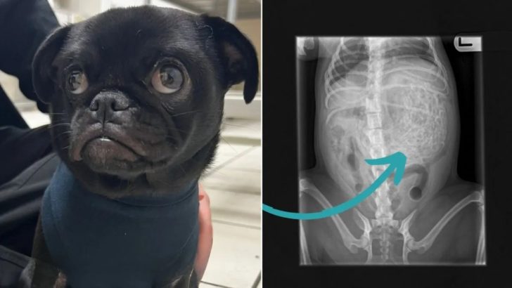 Als Frauchen ihren kranken Hund zum Tierarzt brachte, konnte sie nicht glauben, was die Röntgenbilder zeigten