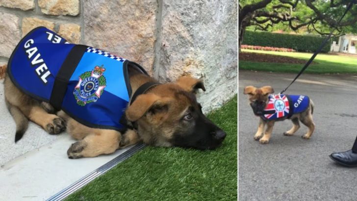 Angehender Polizeihund, der wegen seiner Freundlichkeit gefeuert wurde, bekommt einen noch besseren Job