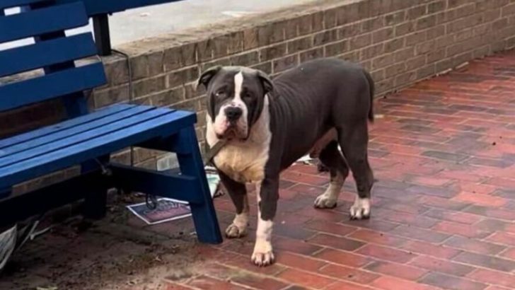 Ausgesetzter Hund, angebunden an eine Bank, hofft auf die Rückkehr seiner Familie