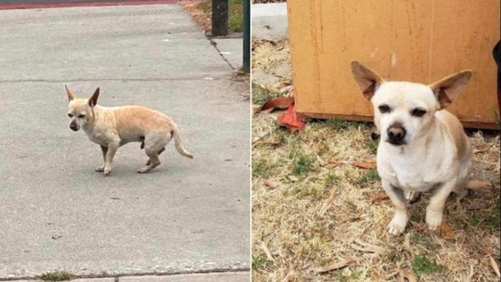 Ausgesetzter Hund will den Ort nicht verlassen, an dem er seine Familie zuletzt gesehen hat