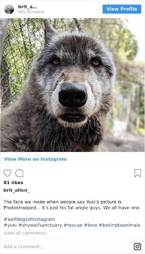Braun-grauer Wolfshund