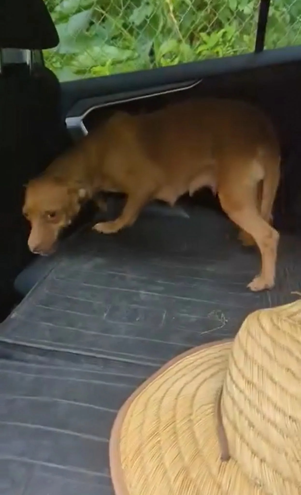 Brauner Hund im Auto