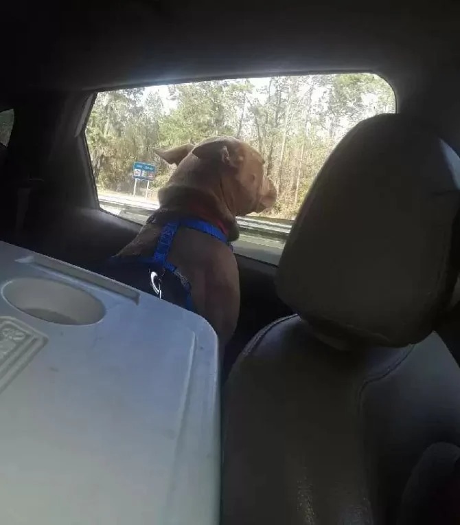 Brauner Hund schaut aus Autofenster