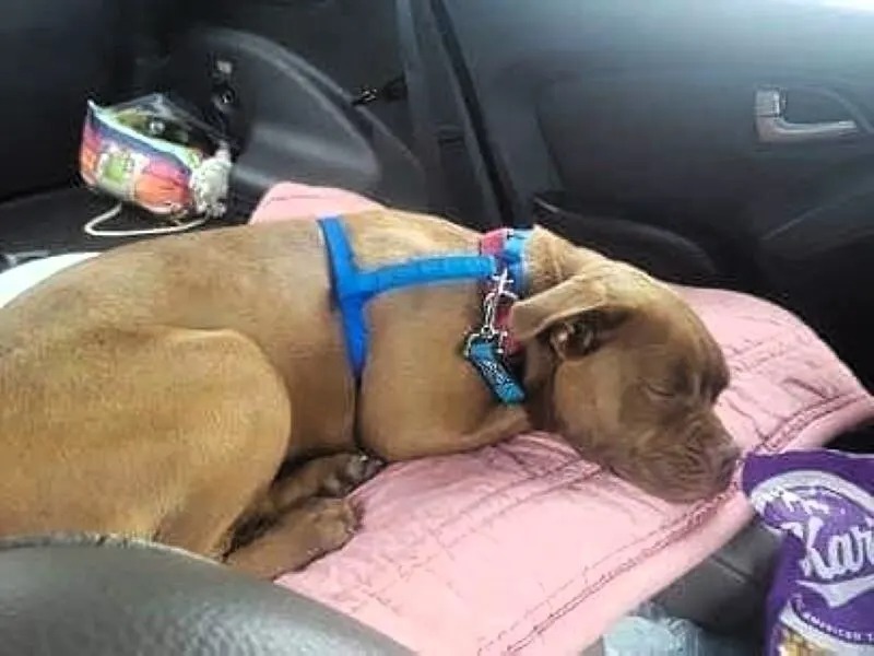 Brauner Pitbull-Mix schläft im Auto