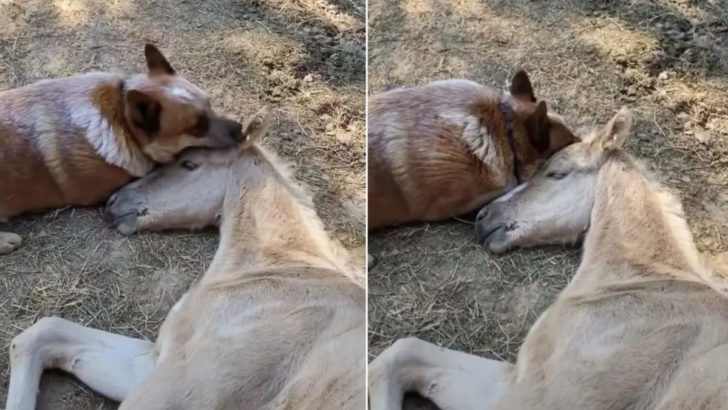 Der fürsorgliche Hund hörte nicht auf, das Fohlen zu trösten, bis es über den Verlust seiner Mutter hinweg war