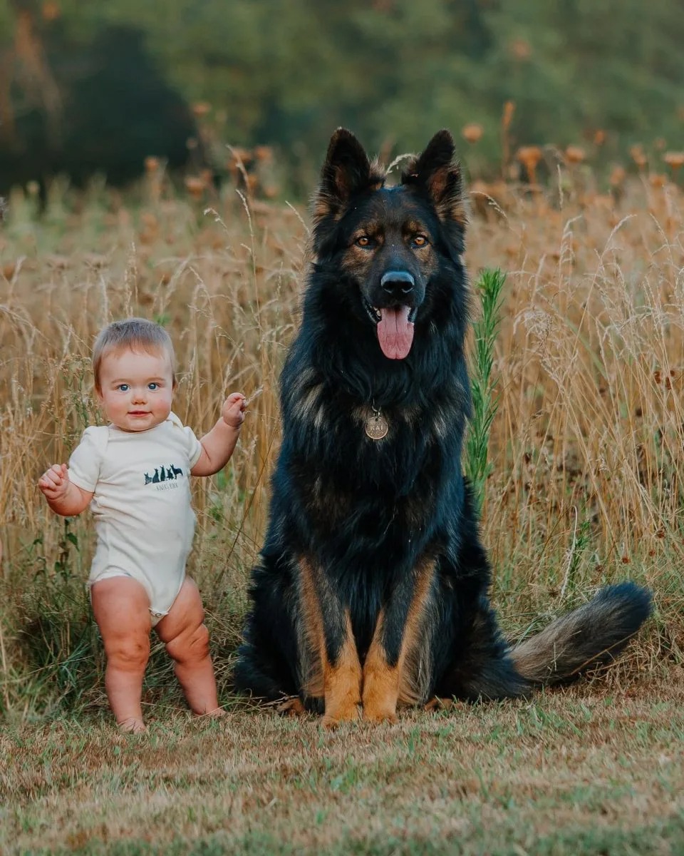 Deutscher Schaeferhund mit einem Baby