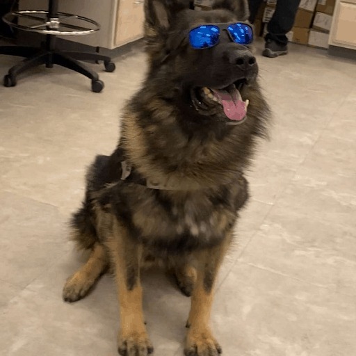 Deutscher Schaeferhund posiert laessig mit Sonnenbrille