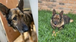 Deutscher Schaeferhund liegt im Gras