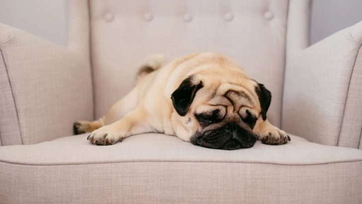 Die 7 häufigsten Dinge, die die Gefühle deines Hundes verletzen können