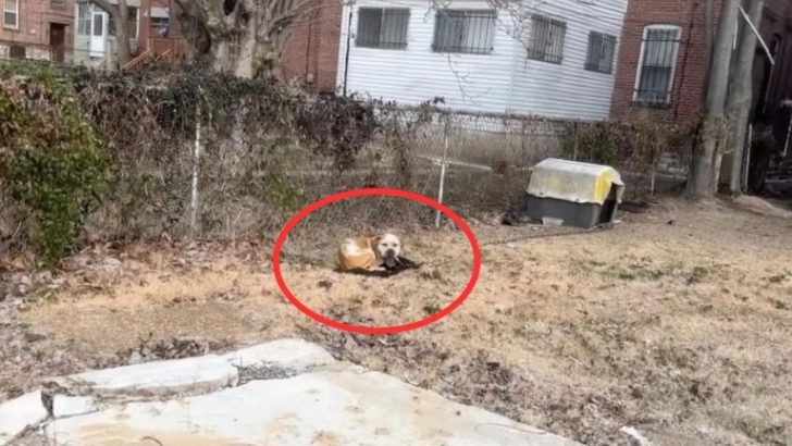 Die dramatische Rettung eines angeketteten Hundes in der eisigen Kälte